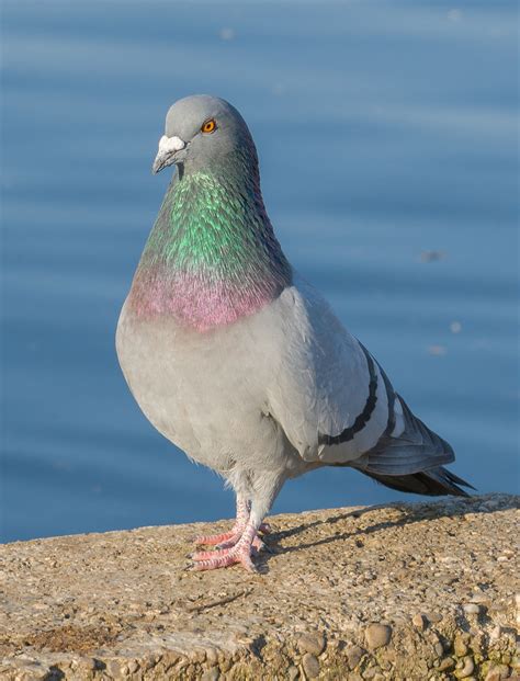 Rock dove - Wikipedia