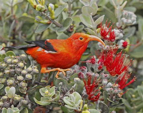 Native Hawaiian Forest Birds of Hawai'i Volcanoes National Park (U.S ...