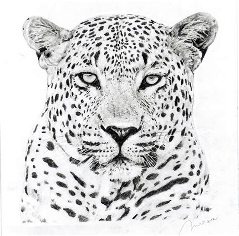 Amur Leopard Drawing at PaintingValley.com | Explore collection of Amur ...