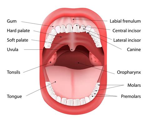 Why Knowing Your Mouth’s Anatomy Aids Oral Care | White Oak Dental