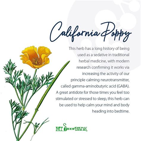 California Poppy Seeds (Pack of 30 Seeds) - Mountain Top Seed Bank