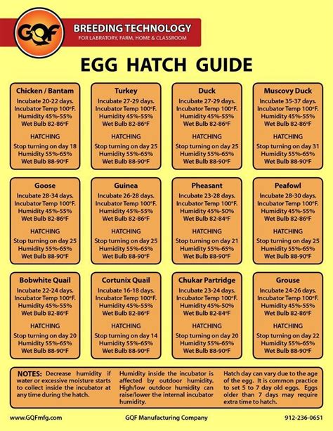 Egg hatch guide- Infographic | Chicken incubator, Hatching chickens ...