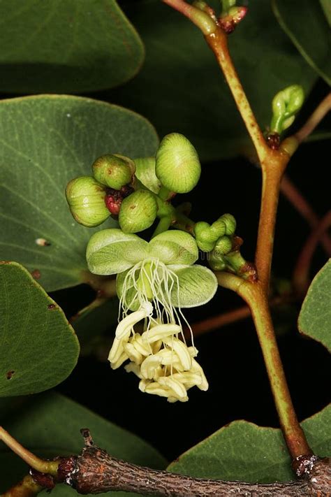 Flower and Flower Buds of Mopane Tree (Colophospermum Mopane) Stock ...