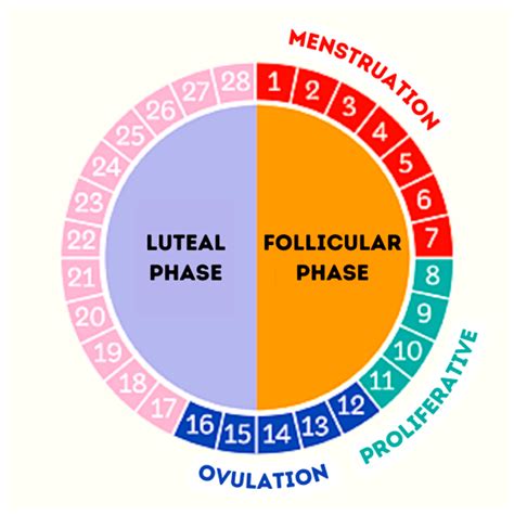 Healthcare | Free Full-Text | Influence of Menstrual Cycle on Internal ...