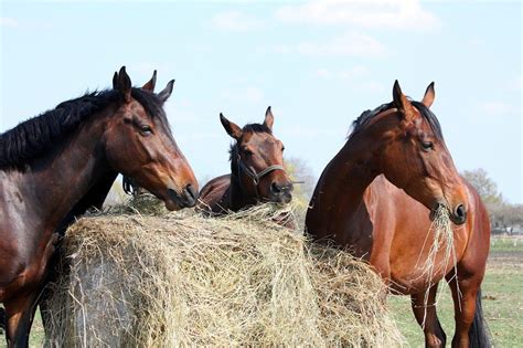 Mycotoxins in your Horse’s Hay – [Symptoms, Treatment & Prevention ...