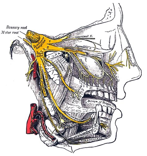 Trigeminal nerve | Psychology Wiki | FANDOM powered by Wikia