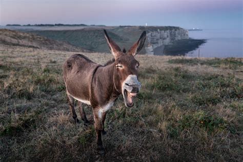 The origins of donkey domestication