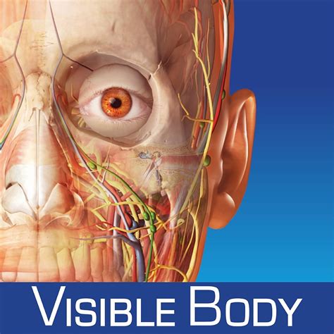 Electronic Anatomical Atlas Glasklar Human 3d Download - fasrproject