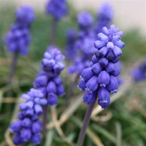 Grape Hyacinth Flowers Close Up – Photos Public Domain