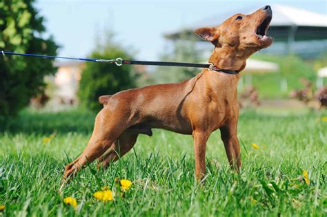 How Long Can a Puppy Bark?