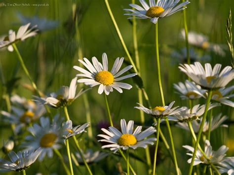 Bing Flowers Wallpapers - Wallpaper Cave