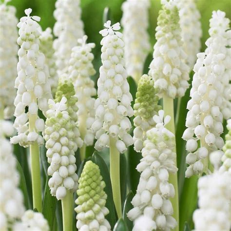 White Grape Hyacinth, Muscari | American Meadows