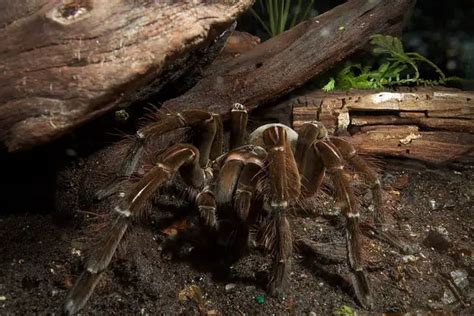 Goliath Bird Eating Tarantula (Theraphosa blondi) - Tarantula Friendly