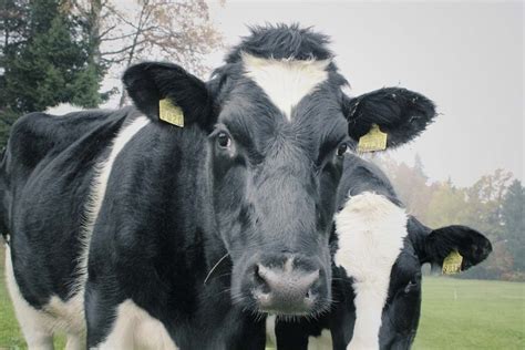 Dairy Farming In Punjab, Breeds - How To Start | Agri Farming