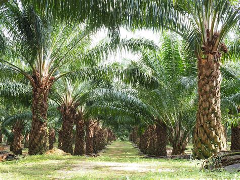 kebun kelapa sawit malaysia - Very Specific Website Photo Galery