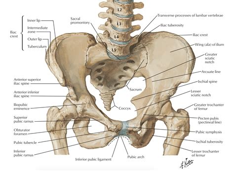 pelvis-anatomy-As-an-introduction-to-musculoskeletal-injuries-it-is ...