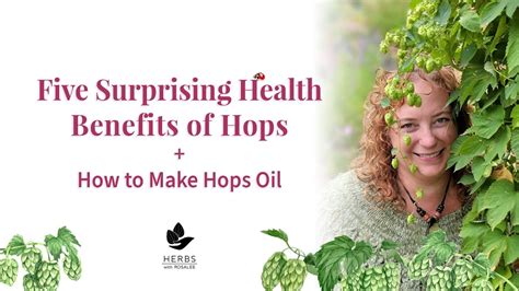 Medicinal Hops Benefits | Humulus lupulus + Hops Oil Recipe - YouTube