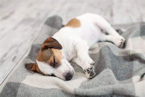 9 Dog Sleeping Positions and Behaviors: What They Mean - Tractive