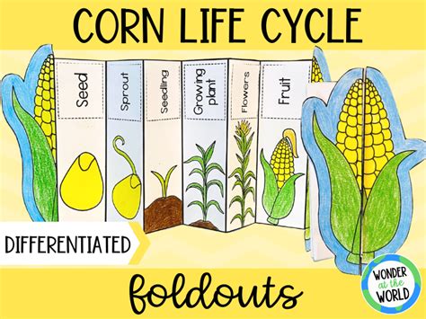 Corn plant life cycle foldable sequencing activity | Teaching Resources