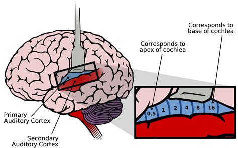 The brain and the cochlea: where they connect and process sound ...