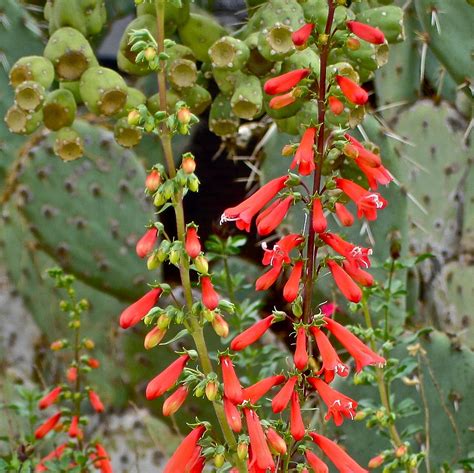 Firecracker Penstemon Photograph by Bonnie See | Fine Art America