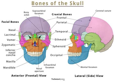 The Skull: Names of Bones in the Head, with Anatomy, & Labeled Diagram