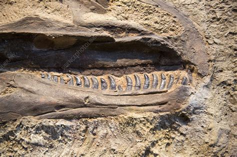 Allosaurus fossil jaws - Stock Image - C024/0918 - Science Photo Library