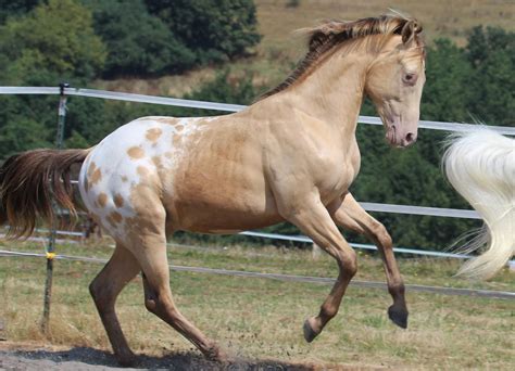 amber champagne spotted blanket - Appaloosa colt CA Heart on Ice Most ...