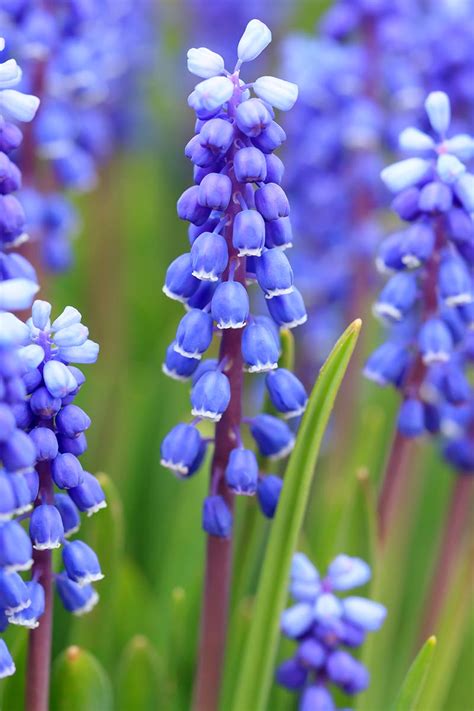 How to Grow and Care for Grape Hyacinth (Muscari) | Gardener’s Path