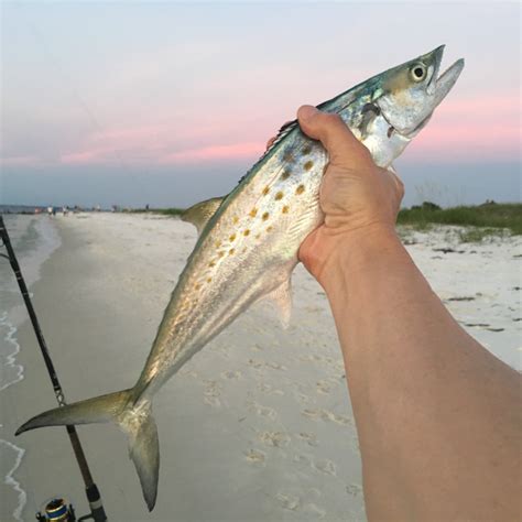 How To Catch Spanish Mackerel From Shore - The Angler Within (Beach ...