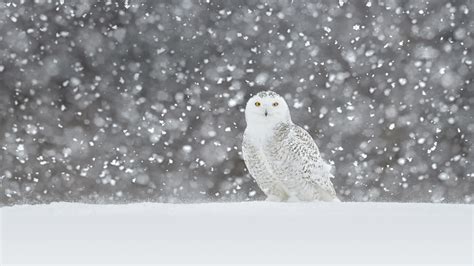 Bing HD Wallpaper Jan 7, 2019: An avian predator built for the snow ...