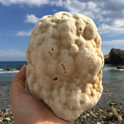 Fossil Coral Rocks Natural White Coral Fossils Very Old | Etsy