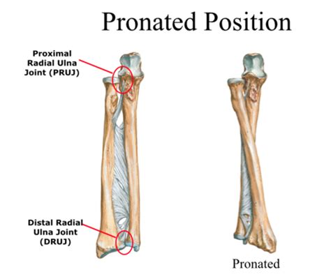 Ulna Flashcards | Quizlet