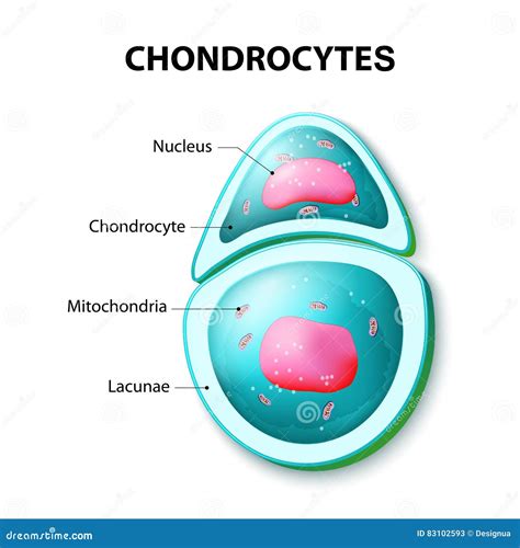 Structure Of The Chondrocytes Cartoon Vector | CartoonDealer.com #83102593