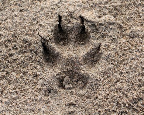 What Do Coyote Paw Prints Look Like - WHATDOSJ