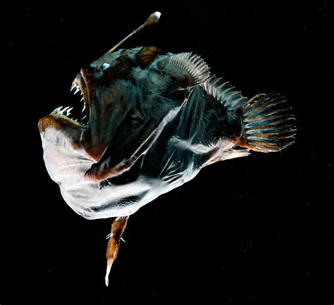 Busting Ocean Myths: This anglerfish is not as kink as you think ...