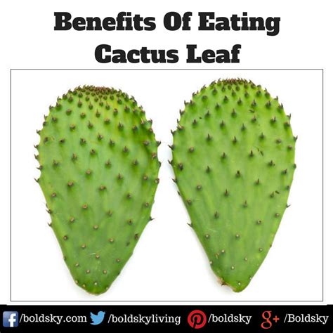 Benefits Of Eating Cactus Leaf | Cactus leaves, Cactus benefits, Fruit ...