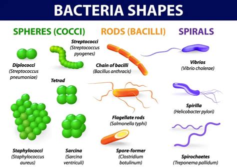 Various shapes and arrangements of Bacterial cells - Laboratoryinfo.com