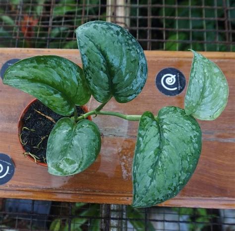 Pembibitan Scindapsus Pictus Exotica Tanaman Hias Rambat Indoor Plant ...