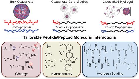 coacervate in 2021 | Biology art, Hydrogen bonding, Molecular