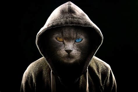 Cat wearing a hoodie Wallpaper Keren, Cat Wallpaper, Animal Wallpaper ...