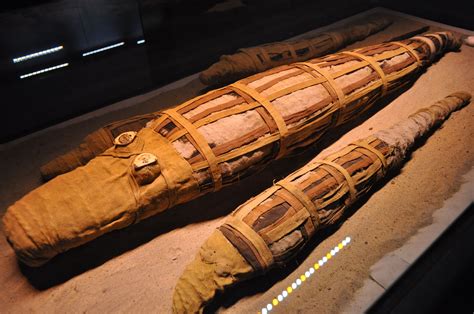 crocodile mummies | Ancient egypt culture, Facts about ancient egypt ...