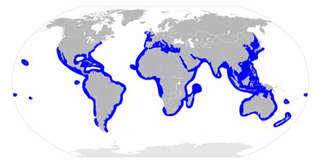 Image: Sphyrnidae distribution map