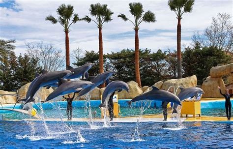 Marineland Antibes : Un dauphin né dans le parc donne naissance à un ...