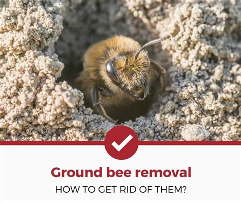 how to get rid of ground bees | Ground bees, Bee problem, Bee