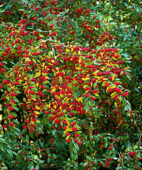 Cotoneaster care and growing guide: expert advice | Gardeningetc