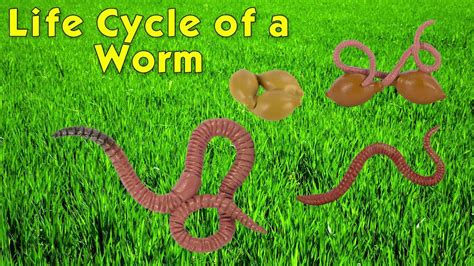 Red Worm Life Cycle | Images and Photos finder