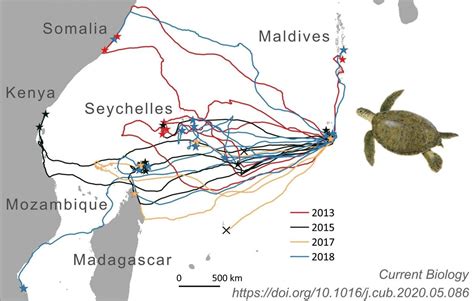 Wonders of animal migration: How sea turtles find small, isolated islands