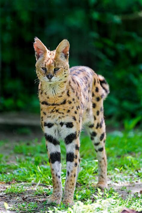 A serval of the krefeld zoo just hanging around and standing in the ...