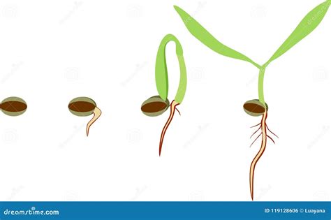 Stages of Germination of Seed Stock Vector - Illustration of ...